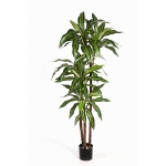 Dracaena Fragrans Steud Variegated 120cm